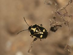 Eurydema oleracea, die Kohlwanze - aus der Familie der Pentatomidae (Baumwanzen)