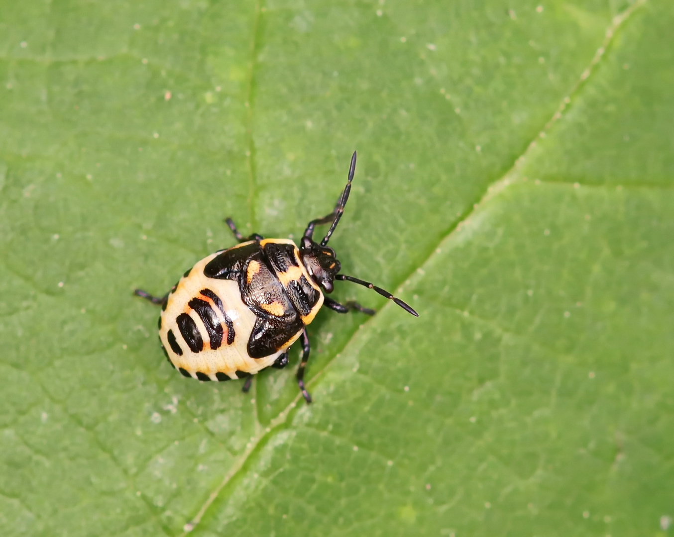 Eurydema oleraceum