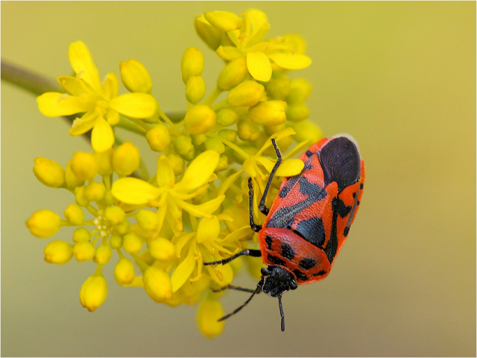 Eurydema ornata