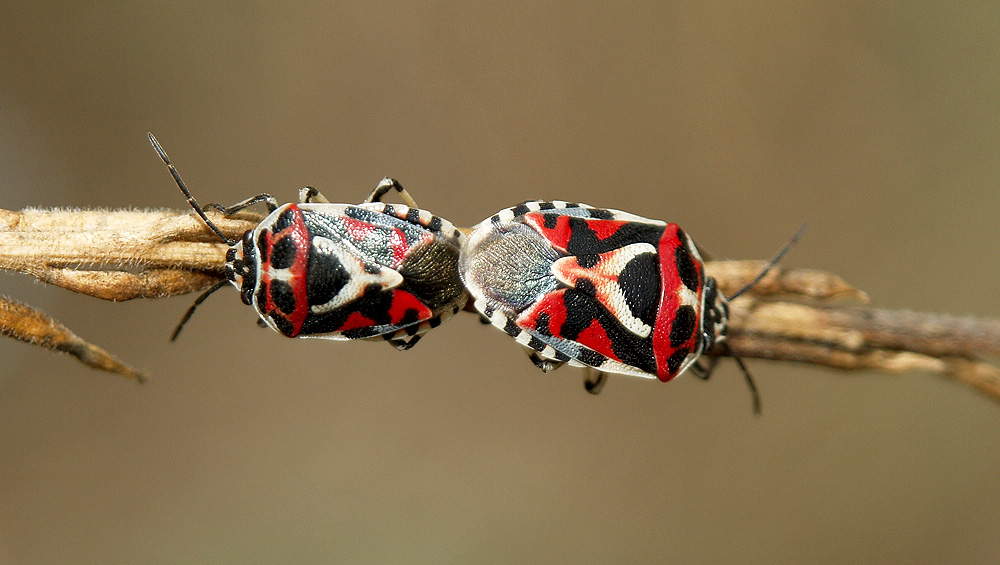 Eurydema ornata