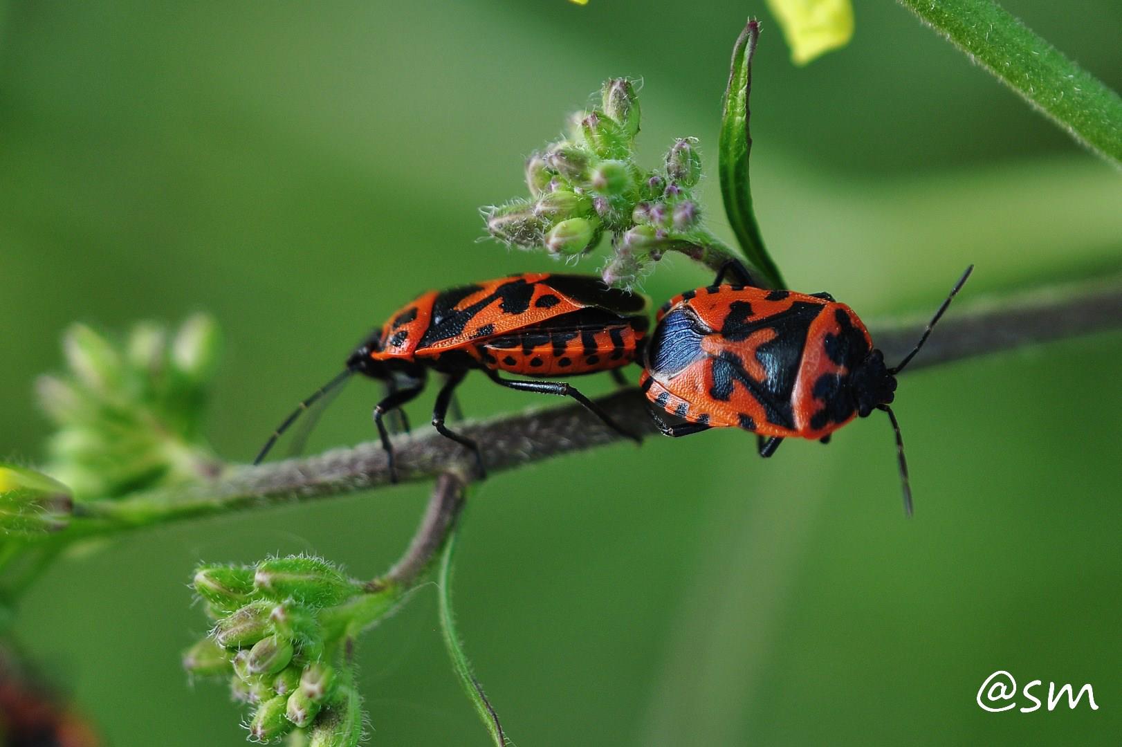 Eurydema ornata (Pentatomidae)