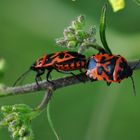 Eurydema ornata (Pentatomidae)