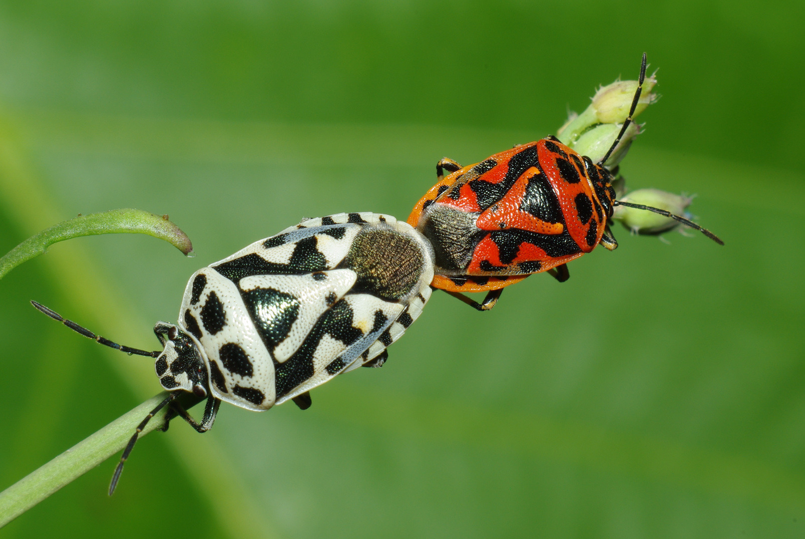 eurydema ornataIMGP1231