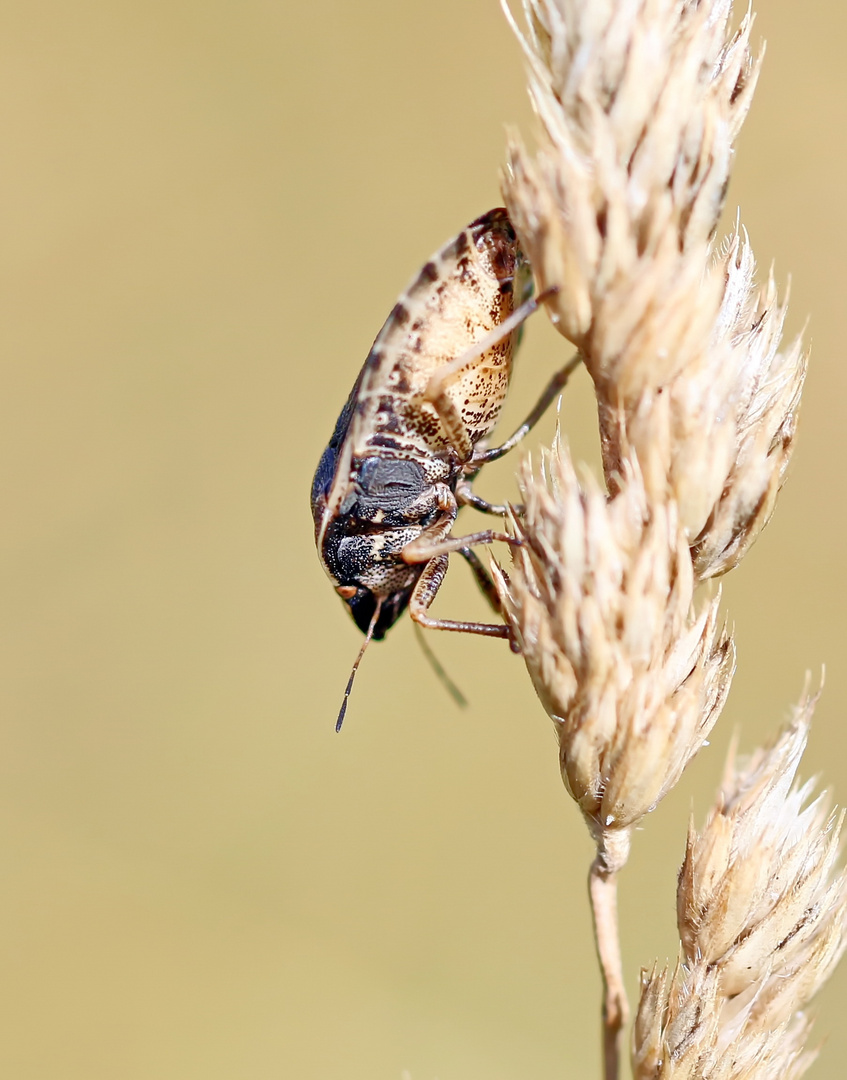 Eurygaster testudinaria