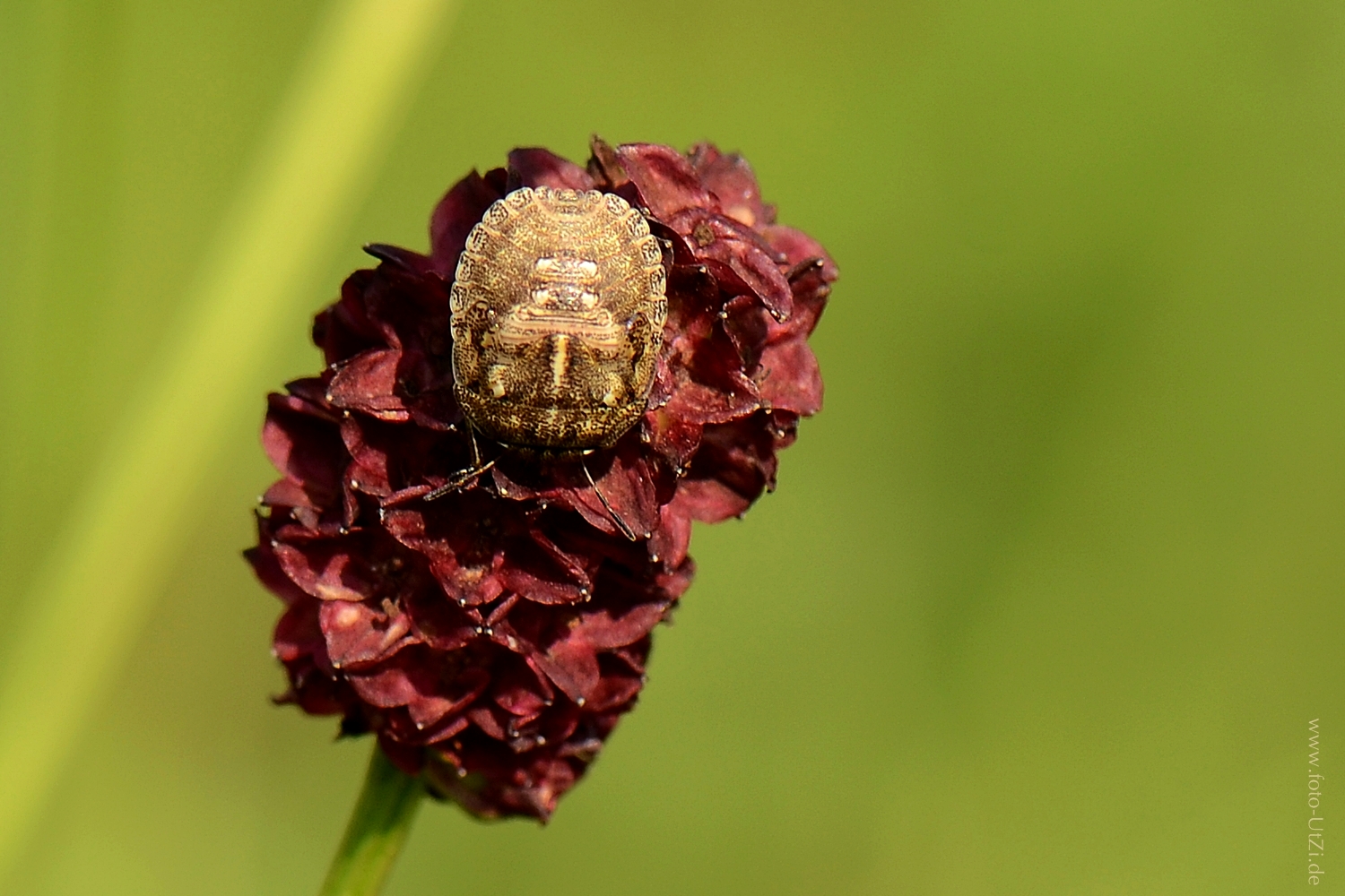 Eurygaster testudinaria