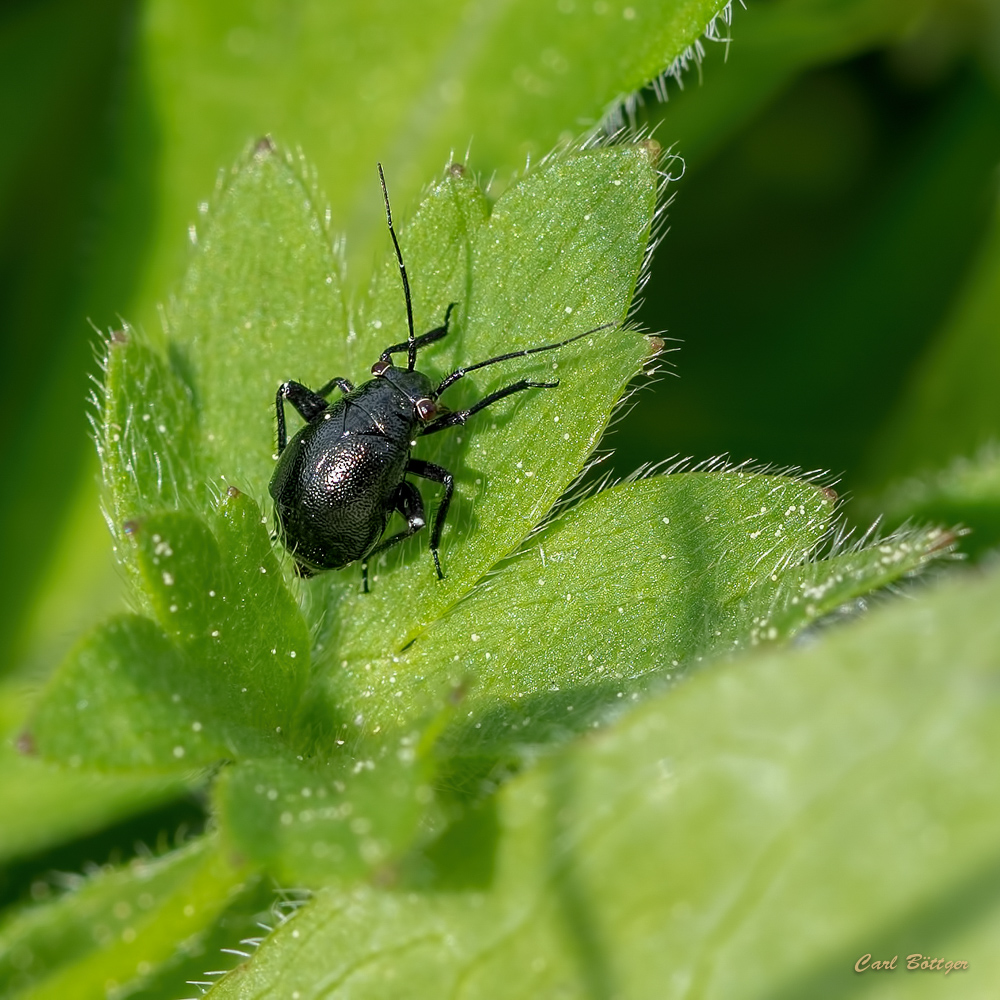 Euryopicoris nitidus - 2