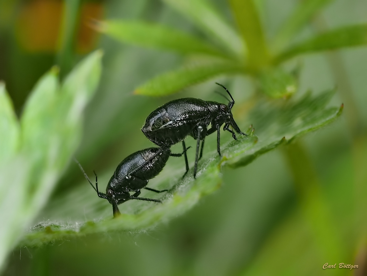 Euryopicoris nitidus bei der Arterhaltung