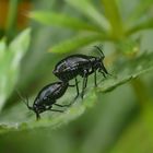 Euryopicoris nitidus bei der Arterhaltung