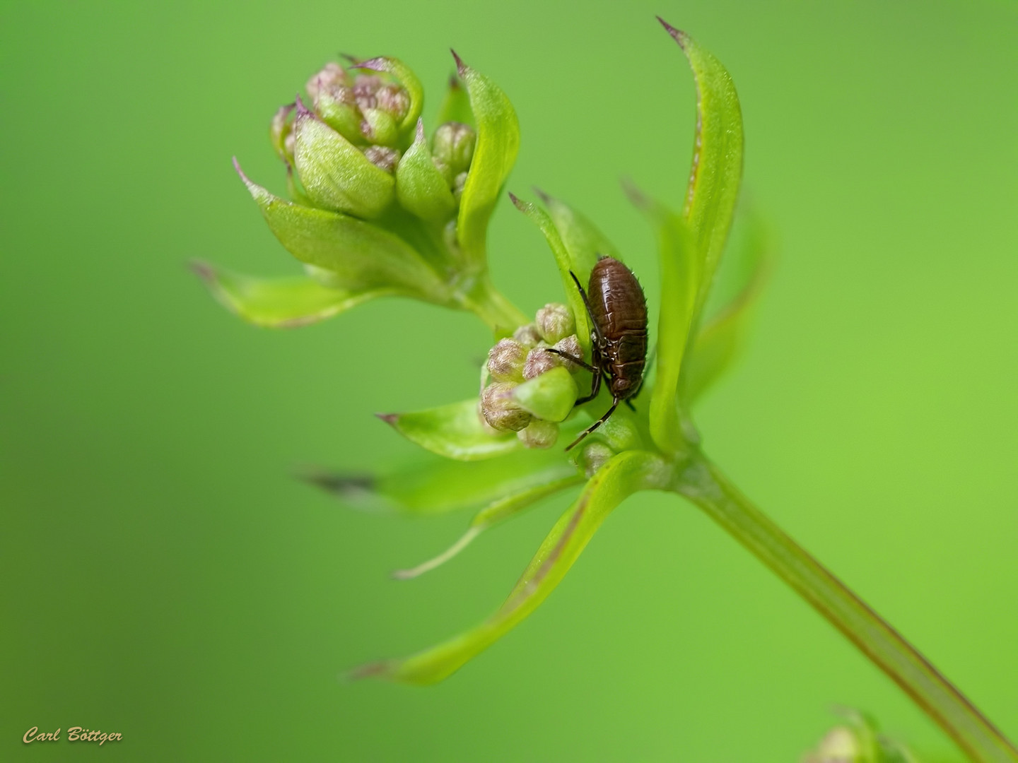 Euryopicoris Nitidus - Larve