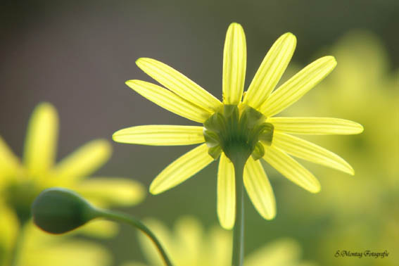 Euryops pectinatus