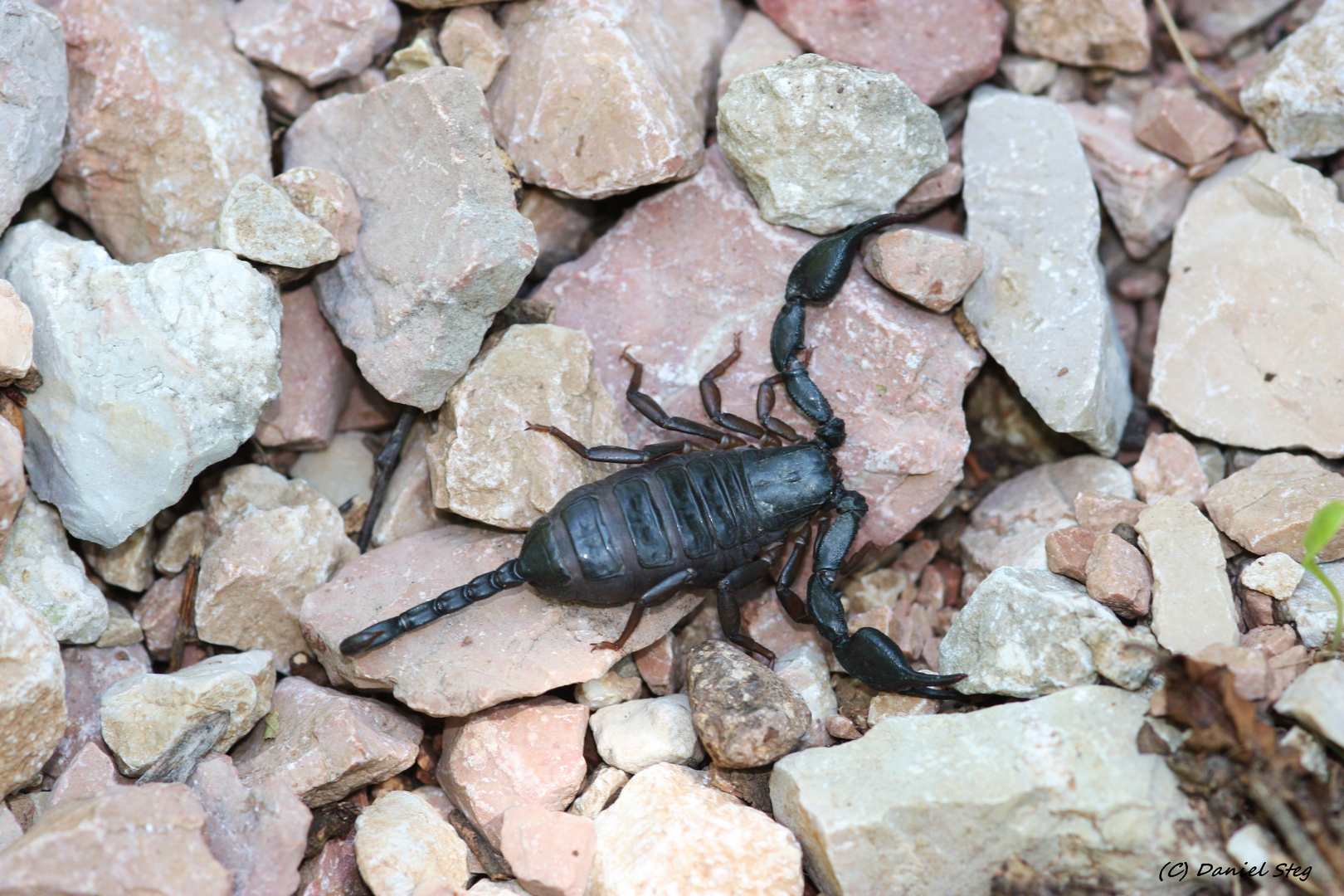 Euscorpius alpha Süd Tessin.