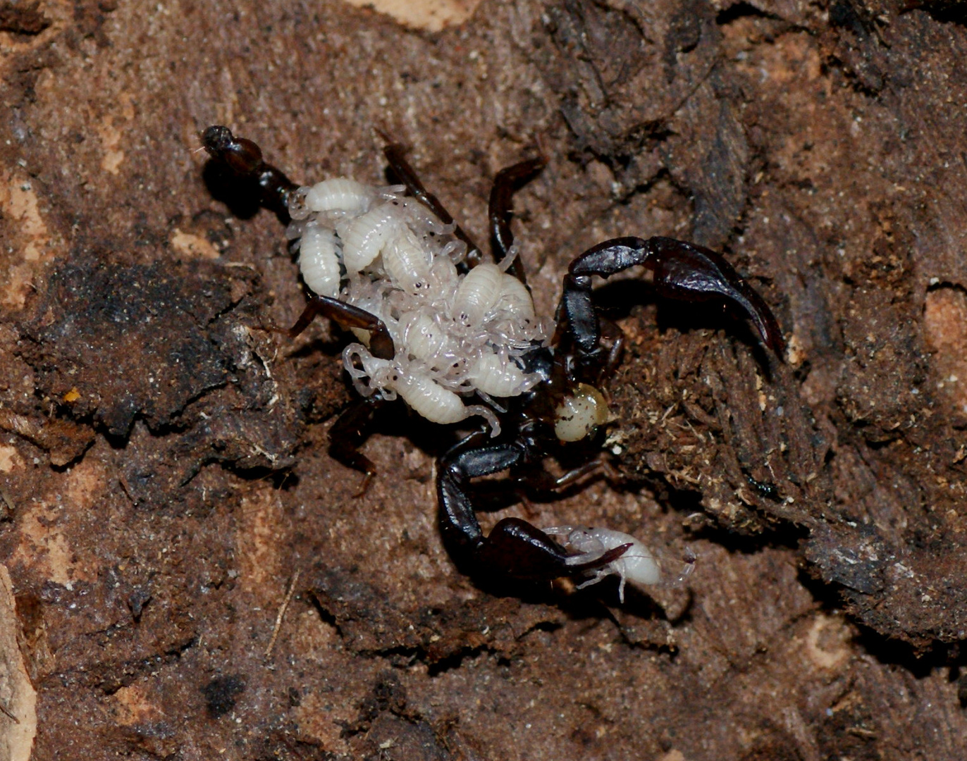 Euscorpius