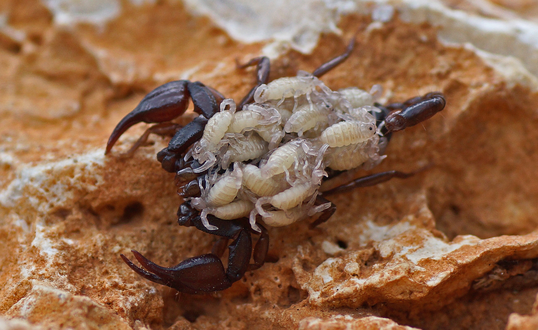 Euscorpius gamma mit Jungtieren