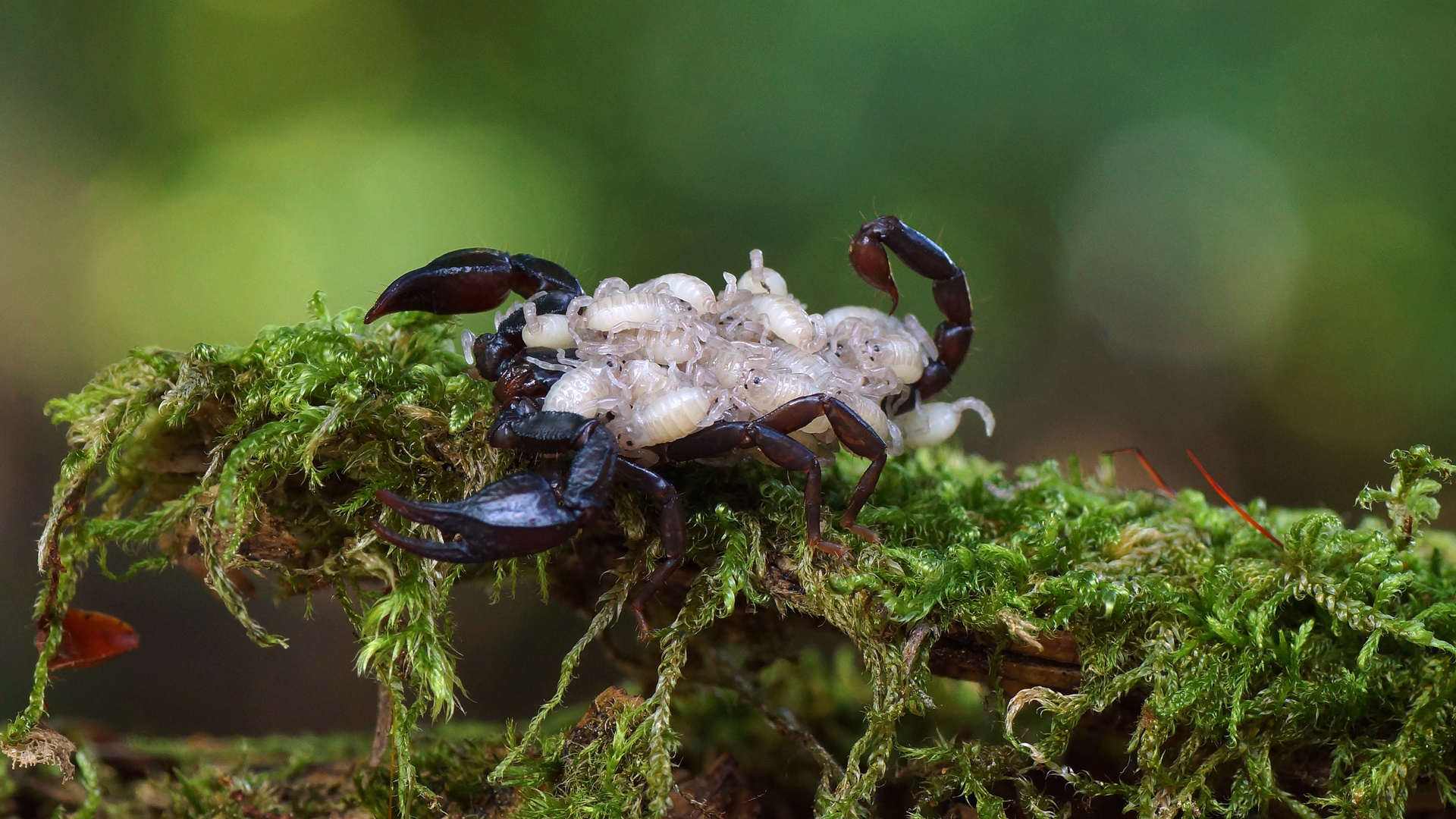 Euscorpius germanus (Alpenskorpion)