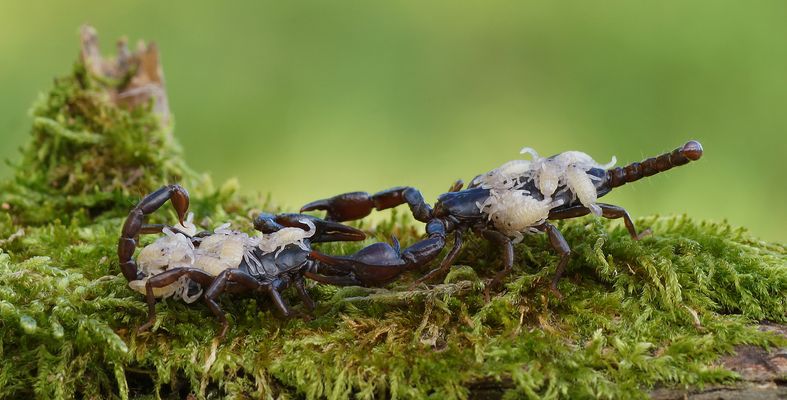 Euscorpius germanus (Alpenskorpion)