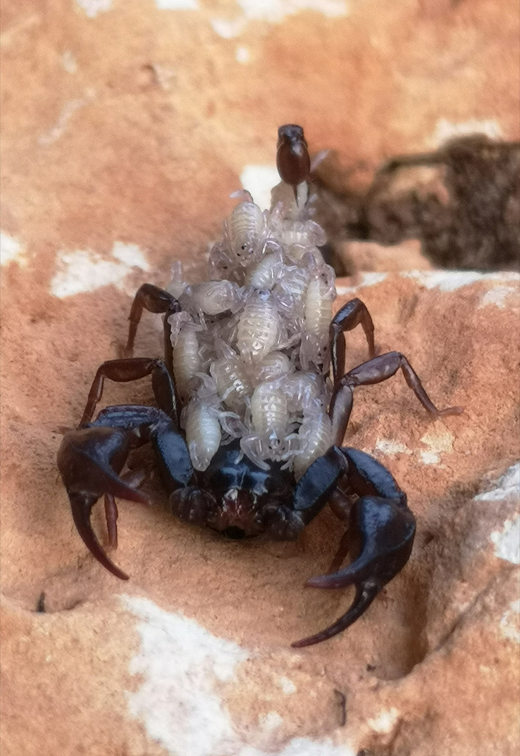 Euscorpius germanus (Deutscher Skorpion oder Alpenskorpion) 