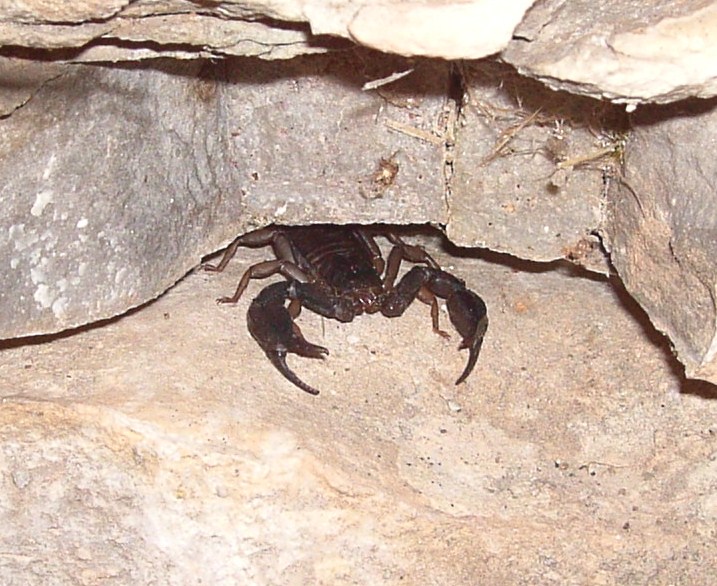 Euscorpius Italicus Tessin/CH