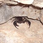 Euscorpius Italicus Tessin/CH