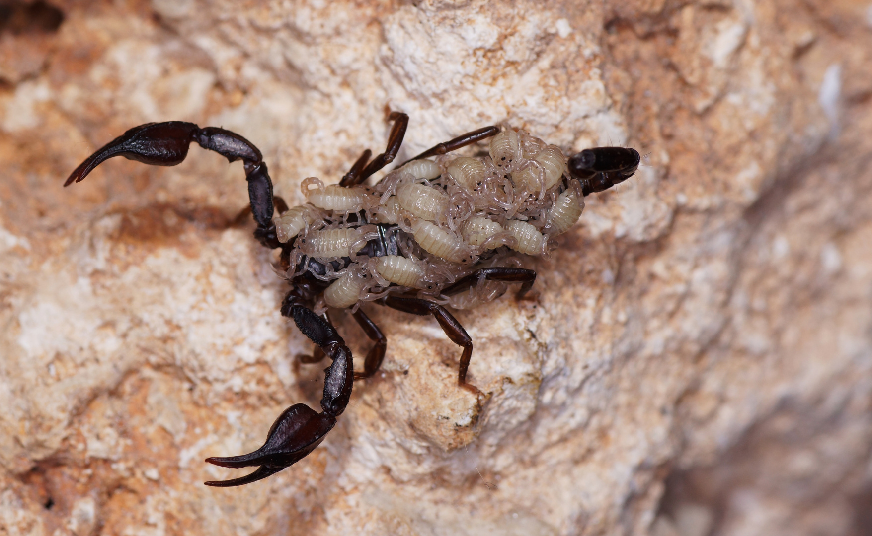 Euscorpius (Kärnten)