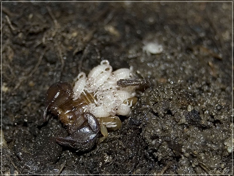 Euscorpius tergestinus mit Nachwuchs