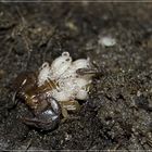 Euscorpius tergestinus mit Nachwuchs