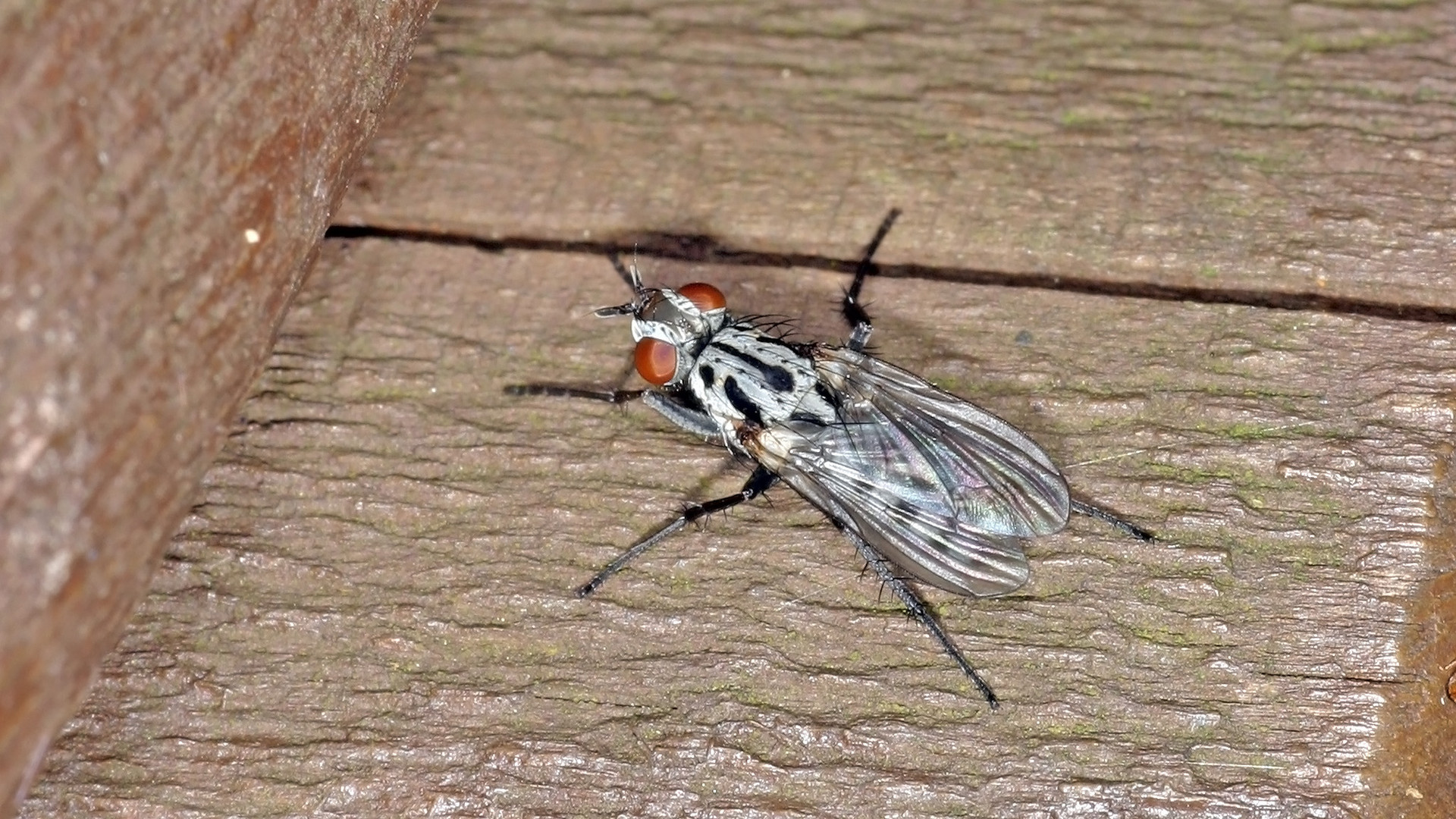 Eustalomyia hilaris (Blumenfliege, kein deutscher Name)