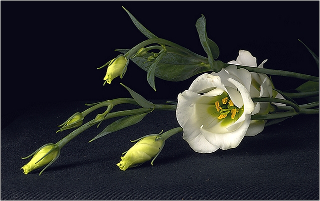 Eustoma #2