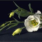 Eustoma #2