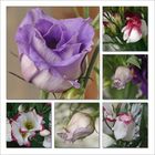 Eustoma