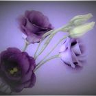 Eustoma