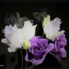 Eustoma