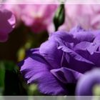 Eustoma