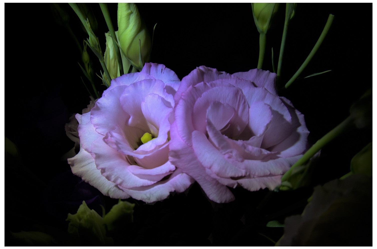 Eustoma