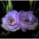 Eustoma