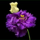 Eustoma "Alissa blue"