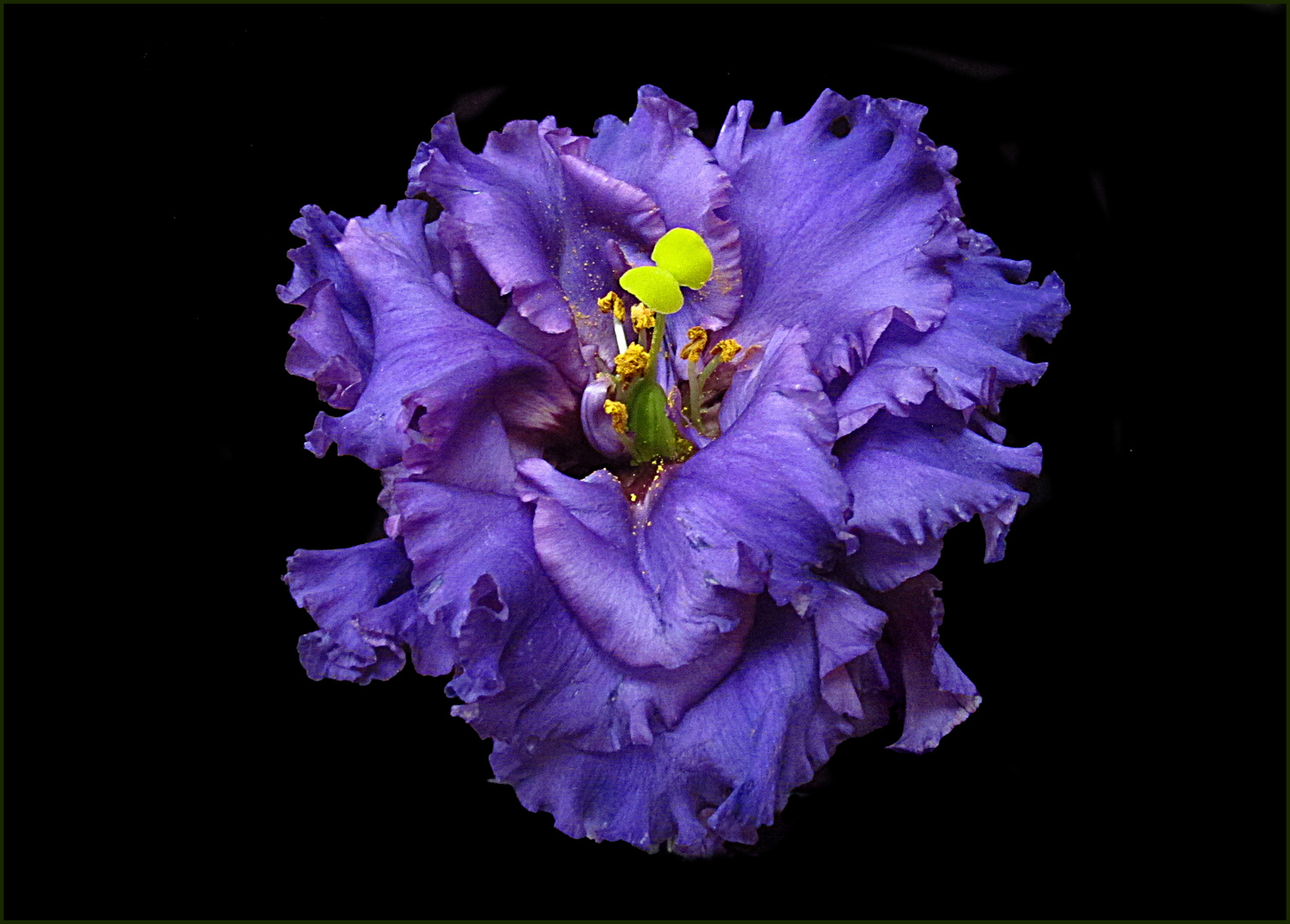 Eustoma blau