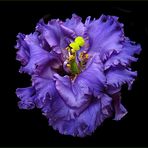 Eustoma blau