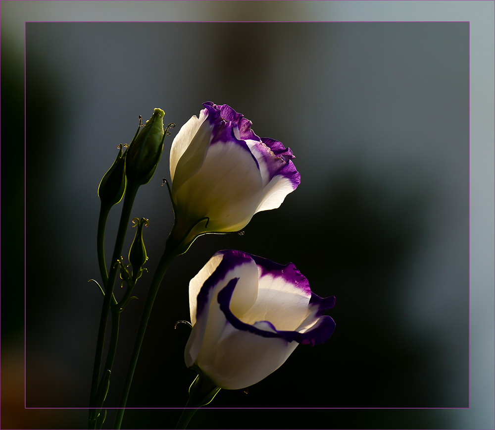 Eustoma Blauschatten