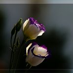 Eustoma Blauschatten