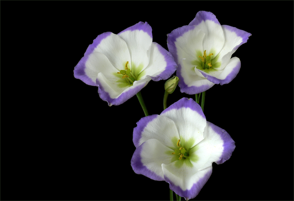 Eustoma