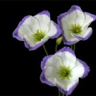 Eustoma