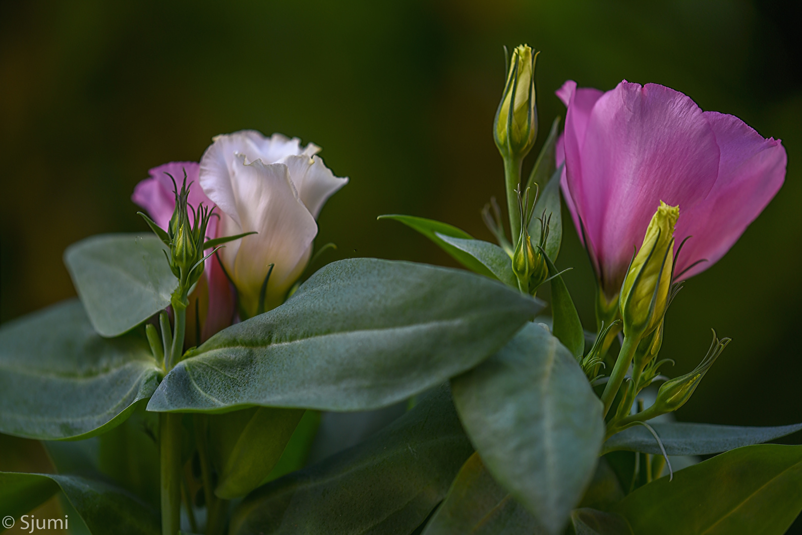 Eustoma