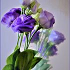 Eustoma 