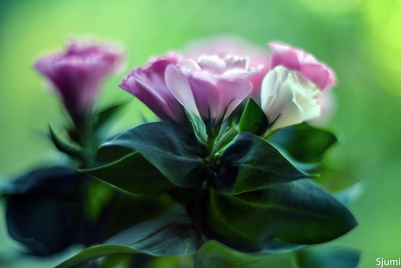 Eustoma Grandiflorum Hauchzart