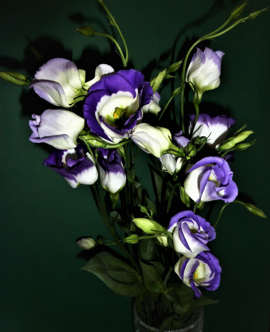 Eustoma (I)