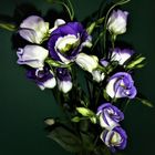 Eustoma (I)