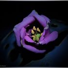 Eustoma (I)