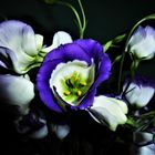 Eustoma (II)