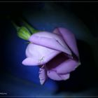 Eustoma (II)