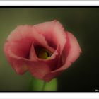 Eustoma (III)